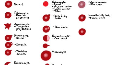 RBC Morphology - YouTube