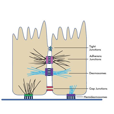 Desmosomes Tight Junctions And Gap Junctions