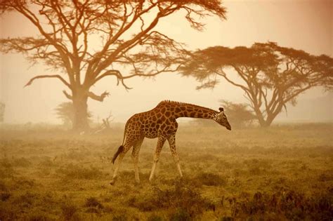 7 Reasons to Visit an African Safari This Summer – African Safari Tours & Holidays Kenya Blog