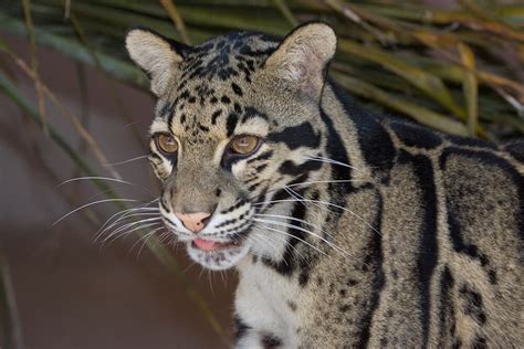 Clouded Leopard | San Diego Zoo Animals & Plants