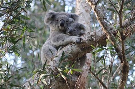 Knock, knock, there's a koala at the door: It's breeding season and the marsupials are on the ...