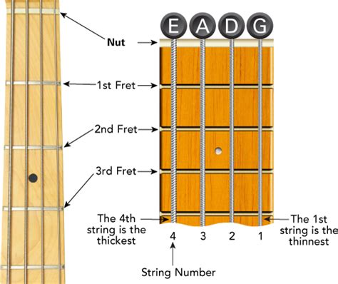 Bass guitar fretboard diagram - Learn To Play Music Blog