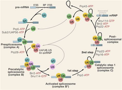 mRNA Splicing: Fourty years from Discovery to Therapeutics - History of Science Meeting