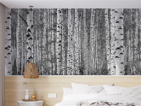 Birch trees black and white wallpaper - Happywall