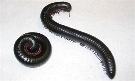 African Giant Millipede