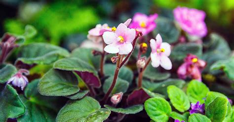 The Best Method to Propagate African Violets | Gardener’s Path