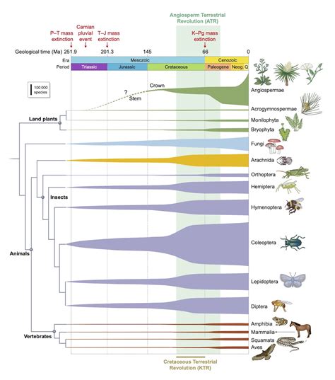 November: Flowering plants evolution | News and features | University of Bristol