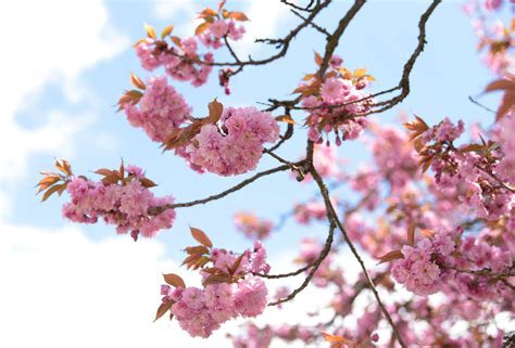 Names Of Pink Flowering Trees