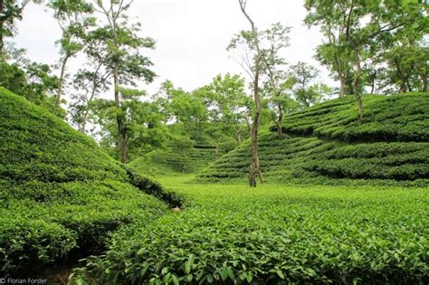 tea garden in Bangladesh - Photorator