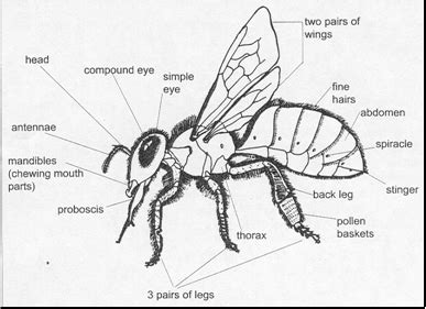 Drone Honey Bee Diagram - Drone HD Wallpaper Regimage.Org