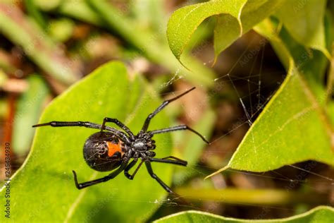 Black Widow Spider (Latrodectus mactans) Stock Photo | Adobe Stock