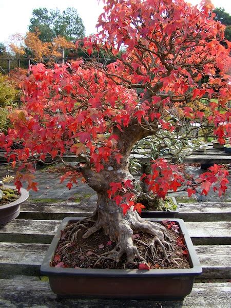 Large Trident Maple Bonsai - Bonsai Empire