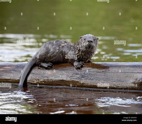 Captive baby river otter (Lutra canadensis), Sandstone, Minnesota, USA ...