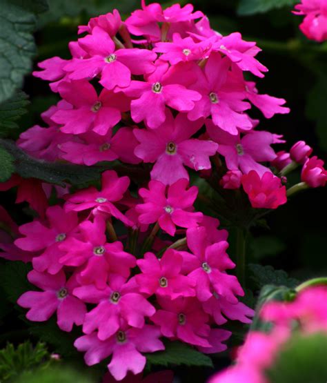 Pink Flowers | Flowers| Free Nature Pictures by ForestWander Nature Photography