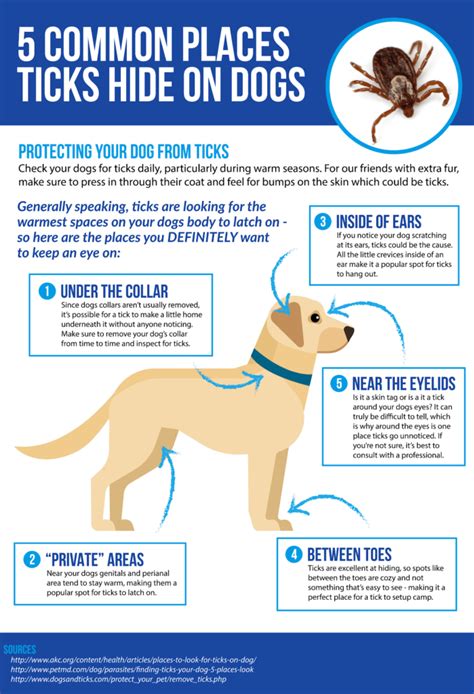 How To Remove A Tick From A Dog - EnrichLife