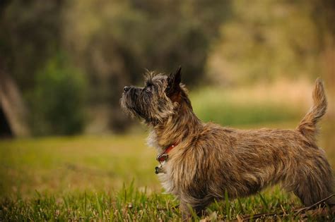 10 Yellow Dog Breeds