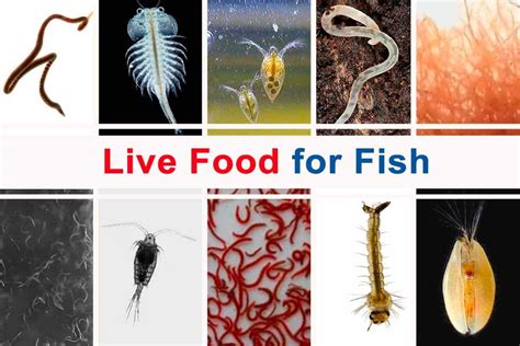 15+ Live Food Options for Aquarium Fish - Shrimp and Snail Breeder