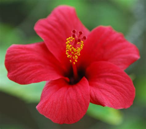 Hibiscus Rosa – Sinensis | Flores - Cultura Mix