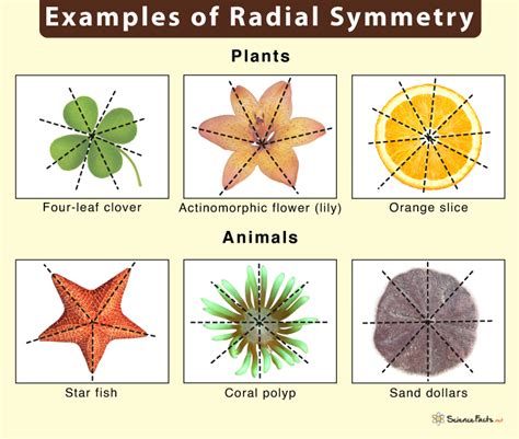 Radial Symmetry