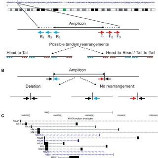 Primer design and layout. (A) High density SNP-array data were used to... | Download Scientific ...