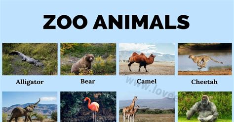 Zoo Animals: List Of 24 Common Names Of Zoo Animals In English - Love English