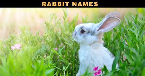 Top Rabbit Names: Best, Cute, Unique, & Funny Bunny Names