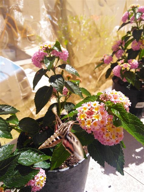 White Lined Sphinx Moth (Hummingbird Moth) EGGS -- LIVE Moth eggs – Sagebrush Butterflies