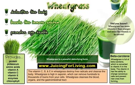 15 Reasons to Drink Wheatgrass Everyday!