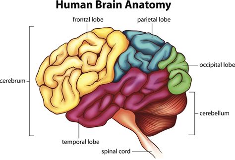 Parts of the Brain, Muscular System, Neurons, Skeletal System Diagram ...