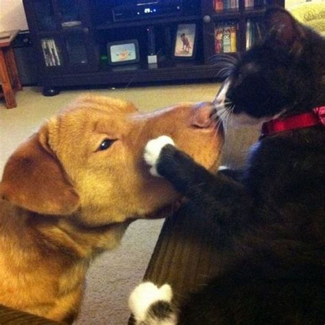 Cat Kisses Dog – 1Funny.com