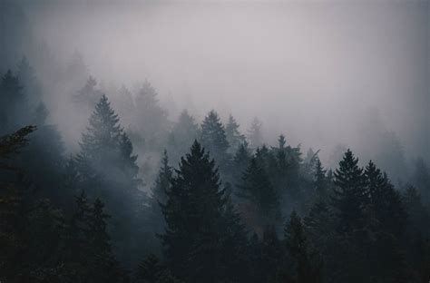 3840x2531 fog 4k pic desktop | Foggy forest, Forest photos, Forest landscape