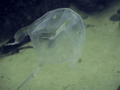 Box Jellyfish Sting