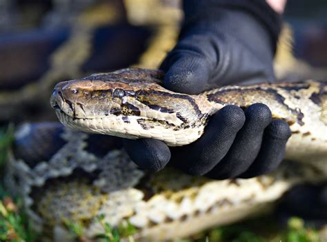 Hundreds of Giant Burmese Pythons Killed in Everglades: 'Destructive ...