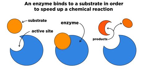 Enzyme Inhibitors