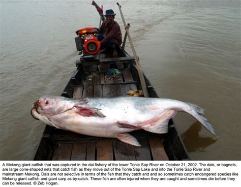 Species New to Science: [Conservation • 2013] A Mekong Giant - Current Status, Threats And ...