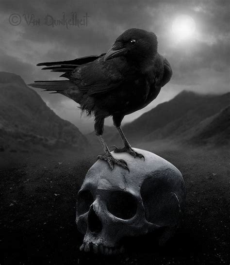 Crow I by Vin-Dunkelheit on DeviantArt | Crow photography, Skull, Raven art