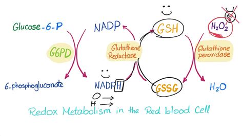 Glucose 6 Phosphate Dehydrogenase