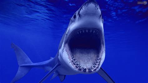 Free Great White Shark Wallpaper - WallpaperSafari