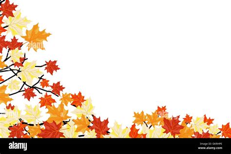 Autumn maple background Stock Vector Image & Art - Alamy