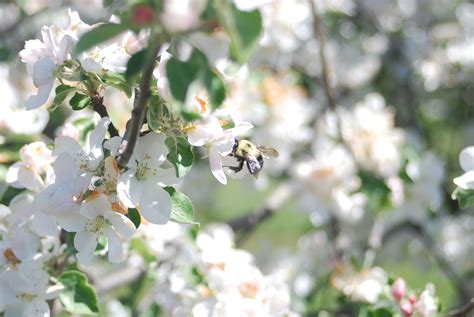 Apple Tree Pollination | Sleeping Bear Farms