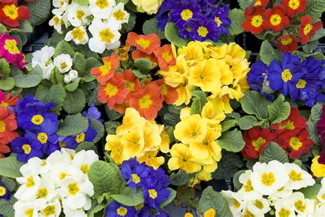 Are Primrose Plants Poisonous To Cats And Dogs