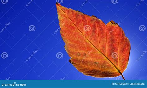 Detailed Closeup of Single Fall Leaf with Background Stock Image ...