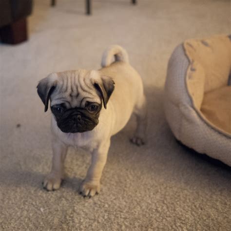 How to Effectively Train a Pug