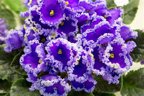 How to Grow and Care For African Violets | Gardener’s Path