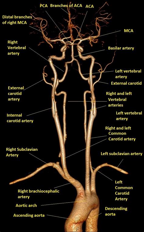 Cta Brain Anatomy