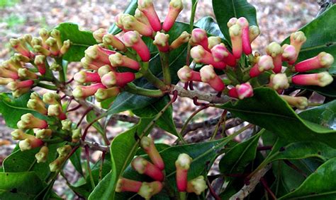 How to grow Cloves | Growing Clove plant in containers | Loung tree - Naturebring