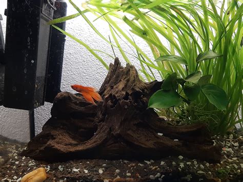 My new orange betta (no name yet) : r/bettafish