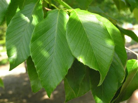 american beech tree leaves - Elin Mccune