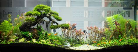 Aquarium Plants That Clean The Water of Your Fish Tank – Micro Aquatic Shop