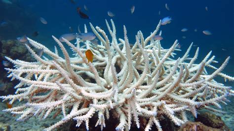 The Great Coral Bleaching of 2022: 91% of Reefs Affected - Impakter